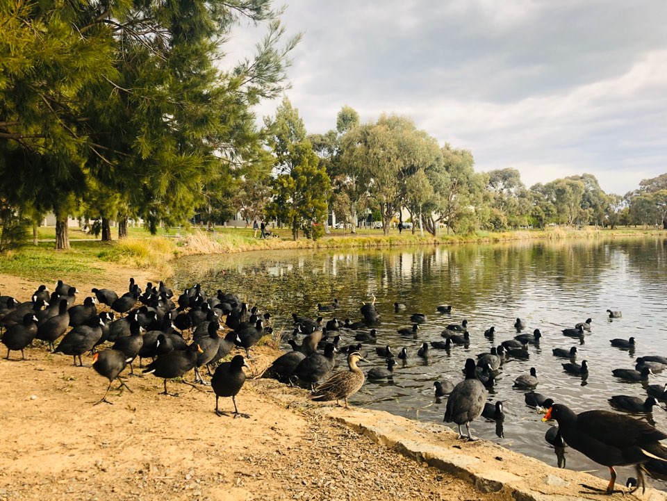 Yerrabi Pond Park | park | 76C Phyllis Ashton Cct, Gungahlin ACT 2912, Australia