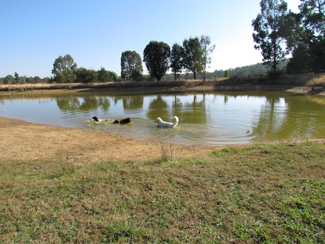 Hollow Log Estate | lodging | 151 Foxs Ln, Musk Vale VIC 3461, Australia | 0419319126 OR +61 419 319 126