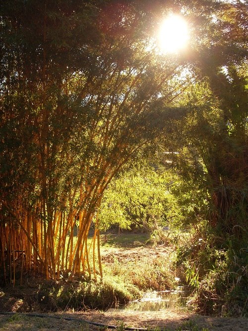 Noosa Forest Retreat; Community & Permaculture Course Center Qld | Sunshine Coast, 143 Golden Gully Rd, Kin Kin QLD 4571, Australia | Phone: (07) 5409 7599