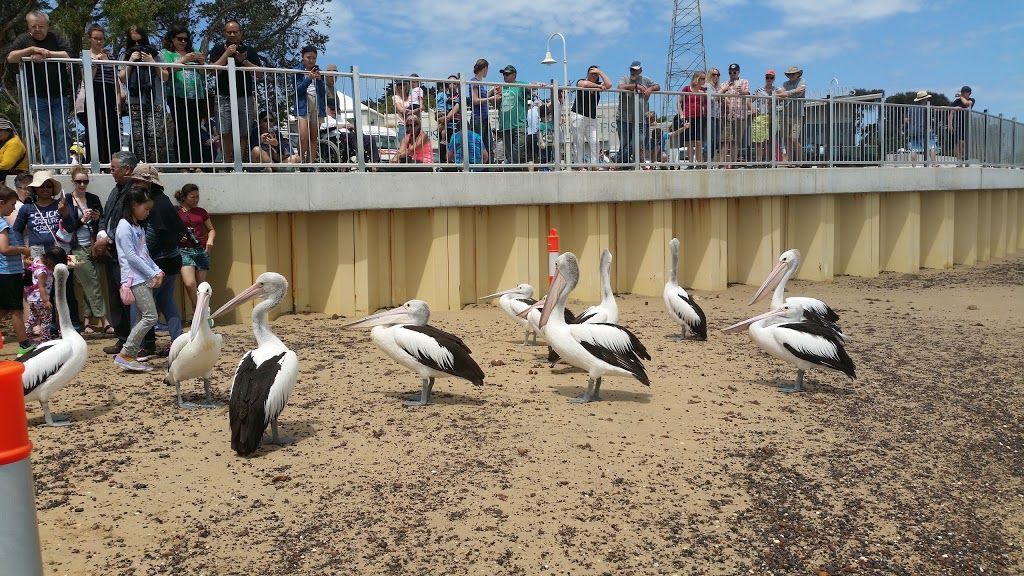 San Remo Pelican Feeding | 170 Marine Parade, San Remo VIC 3925, Australia | Phone: (03) 5678 5206
