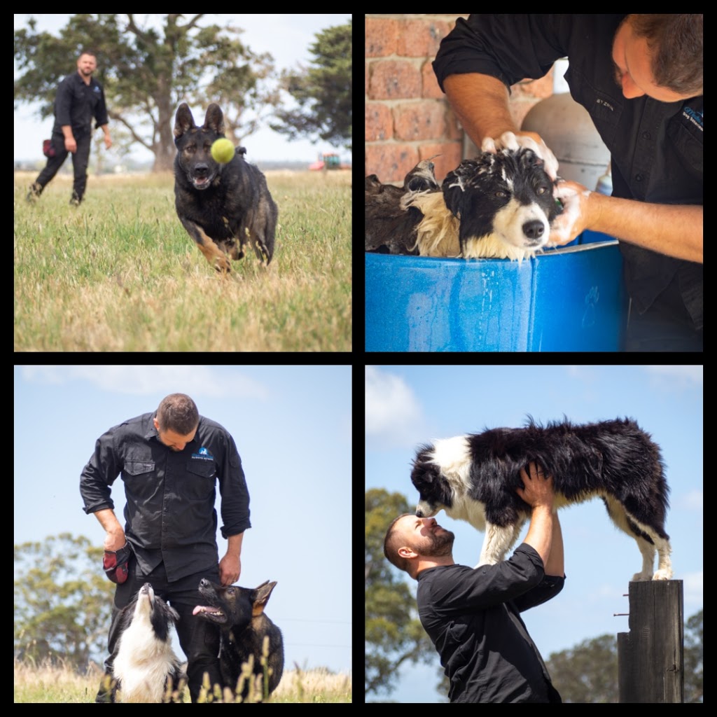 Master and Hound Dog Training And Behaviour | Princes Hwy, Traralgon VIC 3844, Australia | Phone: 0458 948 575