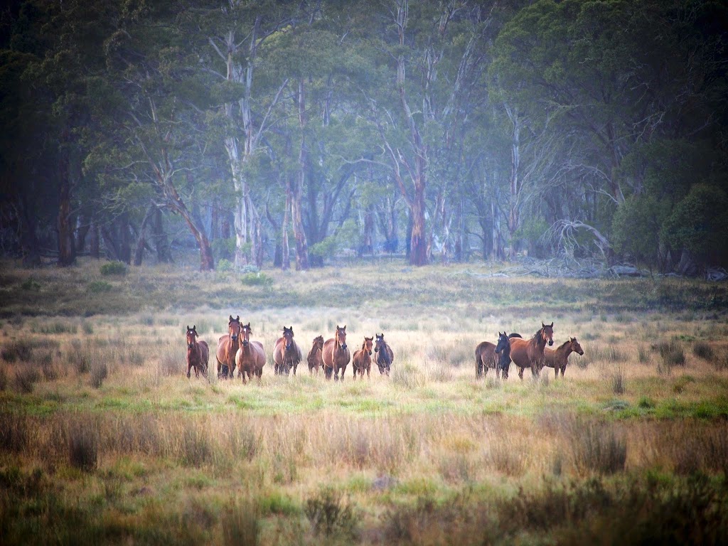 Australian Brumby Photography Tours | 25 Wombat St, Young NSW 2594, Australia | Phone: 0433 039 101