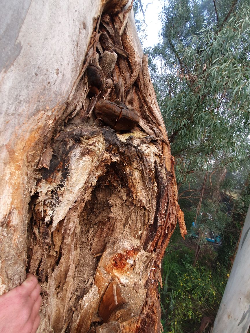 Arborists By Nature | 73 Alma St, Malvern East VIC 3145, Australia | Phone: (03) 7022 6831