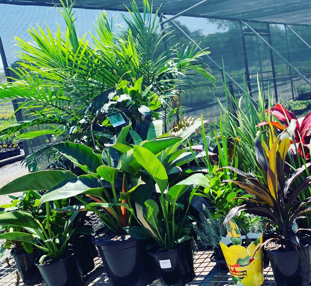 Oxford Park Nursery | 41 Chessom St, Mitchelton QLD 4053, Australia | Phone: 0405 236 218