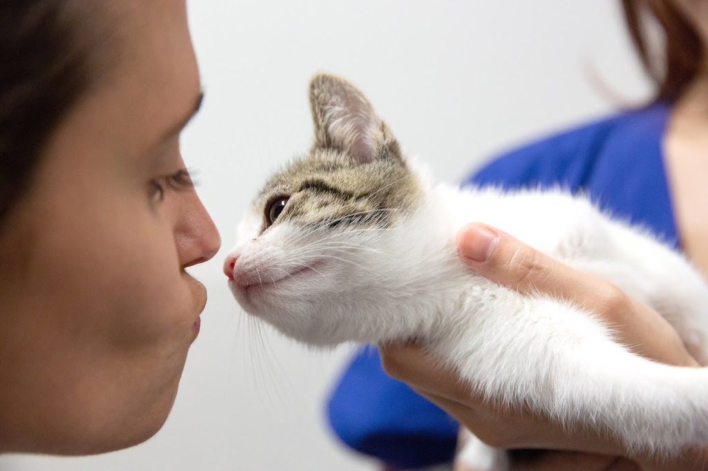 Eye Clinic For Animals | 201 Rookwood Rd, Yagoona NSW 2199, Australia | Phone: 0457 393 838