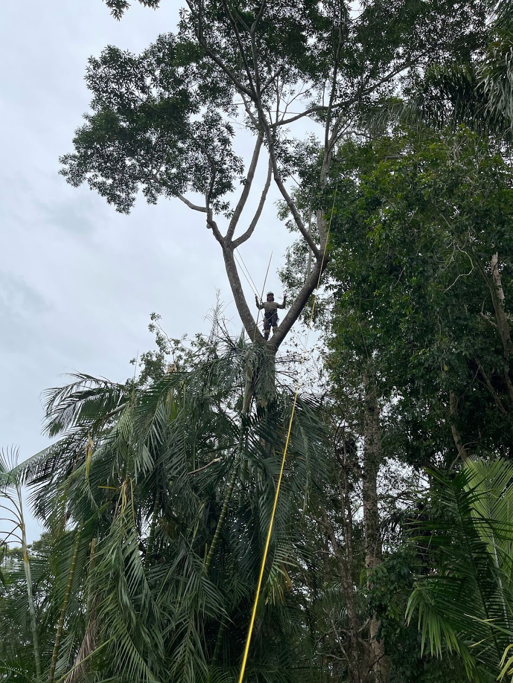 Big Trees Only | 569 Numinbah Rd, North Arm NSW 2484, Australia | Phone: 0412 788 687