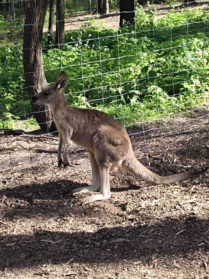 Paradise Country Farmstay | Production Drive, Oxenford QLD 4210, Australia | Phone: 13 33 86