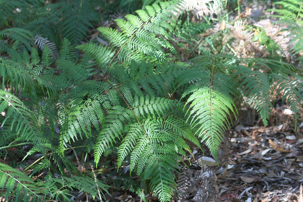 Banksia Track Trail Head | 36 Acacia St, Woodgate QLD 4660, Australia