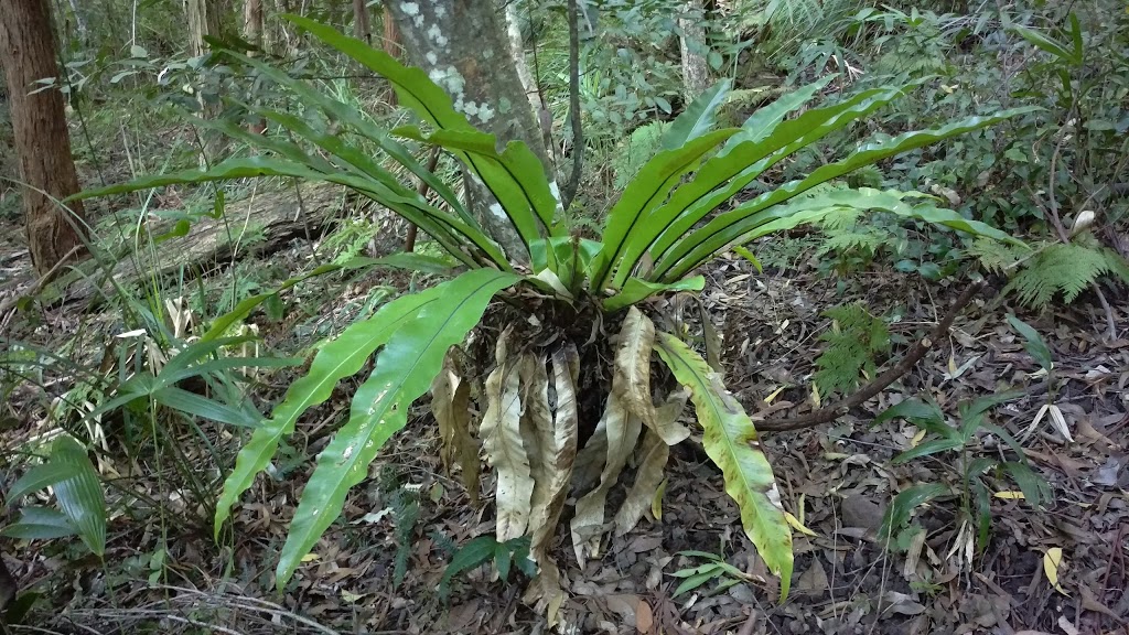 Wambina Nature Reserve | park | 331 Matcham Rd, Matcham NSW 2250, Australia