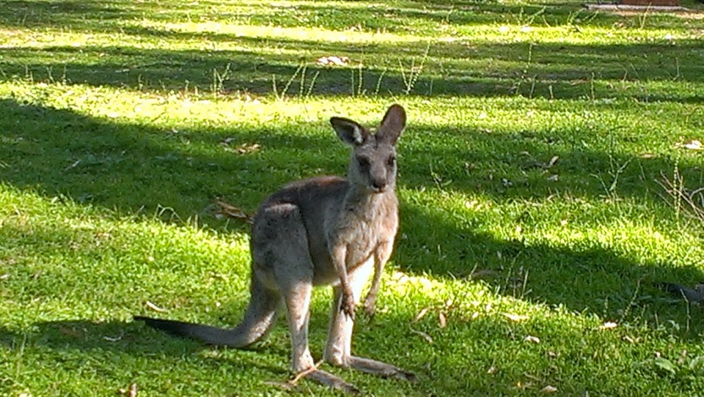 Lemon Tree Flat | campground | Lemon Tree Flat Road, Atholwood NSW 2361, Australia | 0267364298 OR +61 2 6736 4298