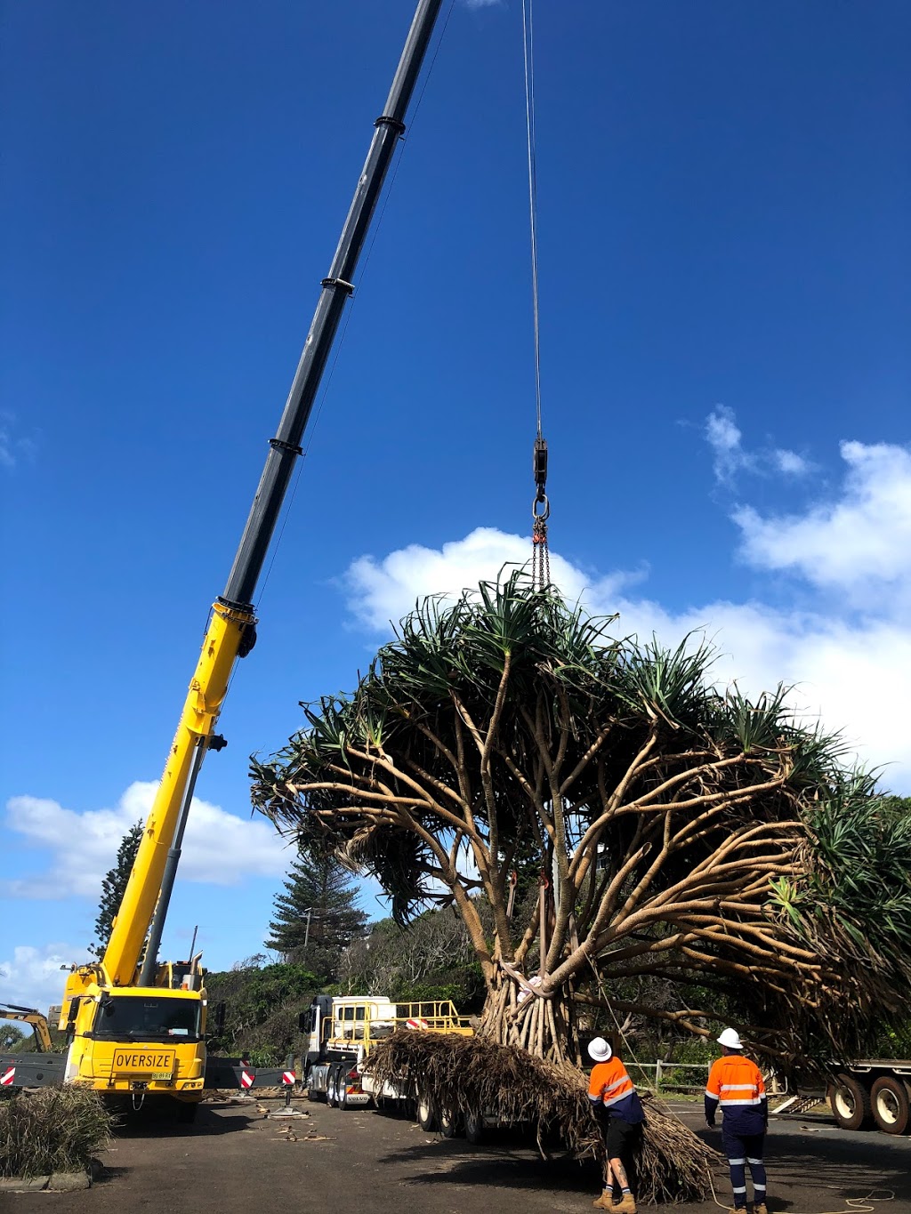 Byron Bay Tree Services |  | 3 Lofts Rd, Coorabell NSW 2479, Australia | 0402364852 OR +61 402 364 852