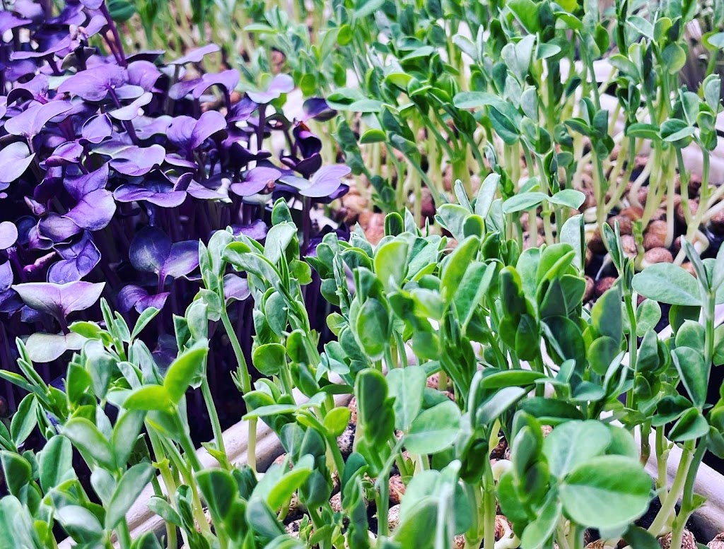 Amberly Microgreens | 325 Kambah Pool Rd, Australian Capital Territory 2902, Australia | Phone: 0401 639 408