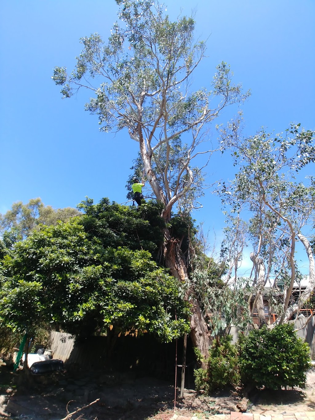 Richmond Tree Specialists | 59/61 Ormond Esplanade, Elwood VIC 3184, Australia | Phone: 0407 071 438