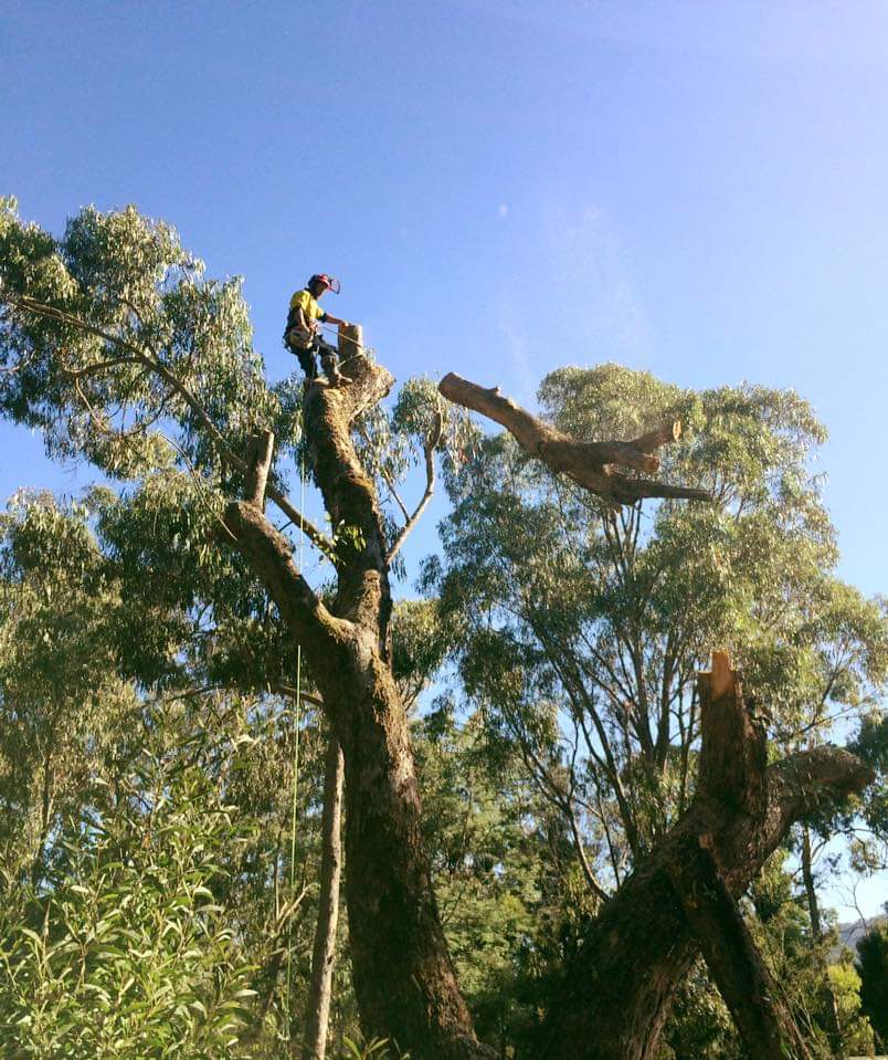 Advanced Tree Care | 536 Dry Creek Rd, Bonnie Doon VIC 3720, Australia | Phone: 0449 810 683