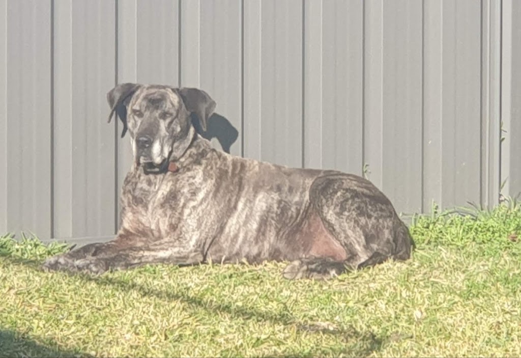Maitland Pet Resort | 138 Cessnock Rd, Maitland NSW 2320, Australia | Phone: (02) 4909 4888