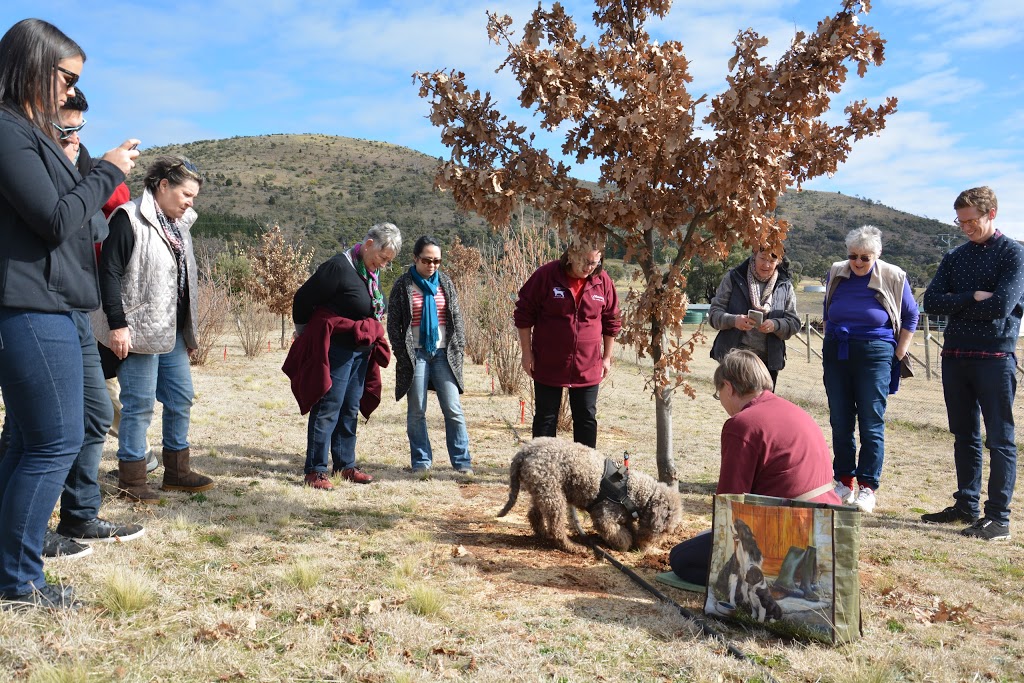 Macenmist Black Truffles and Wines | tourist attraction | 230 Cappanana Road, Bredbo NSW 2626, Australia | 0264544095 OR +61 2 6454 4095