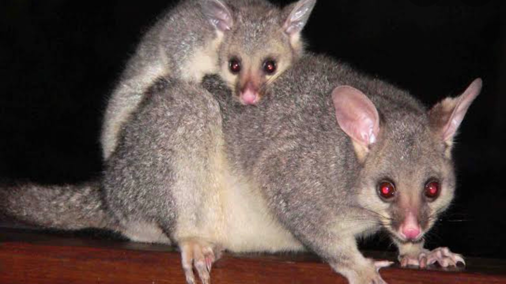 Steves termite & pest control Penrith | 10 Fawkener Pl, Werrington County NSW 2747, Australia | Phone: 0478 016 222