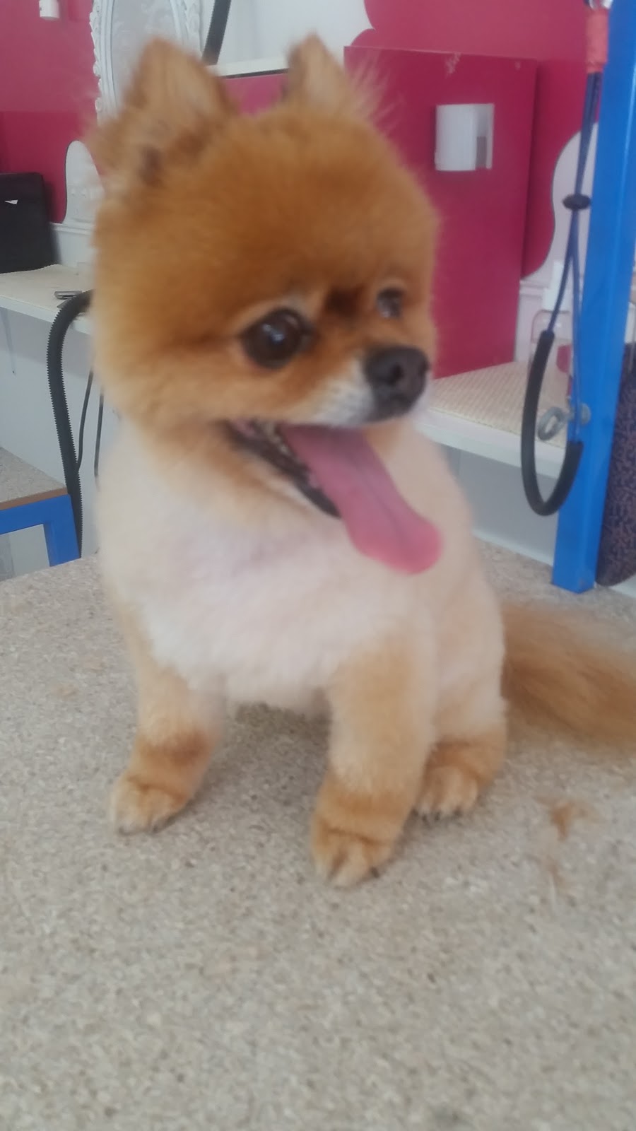 The Puppy Parlor Grooming Salon |  | Shop 1/727 Nicklin Way, Currimundi QLD 4551, Australia | 0419888681 OR +61 419 888 681