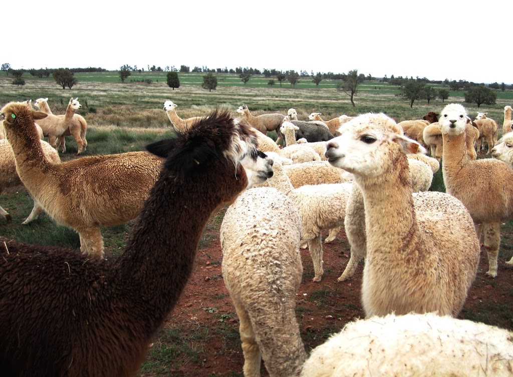 Signature Alpaca Farm | Grassmere Rd, Condobolin NSW 2877, Australia | Phone: 0447 957 665