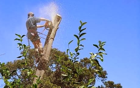 Fritzs Tree Services |  | 241 Bahen Rd, Kalamunda WA 6076, Australia | 0417930553 OR +61 417 930 553