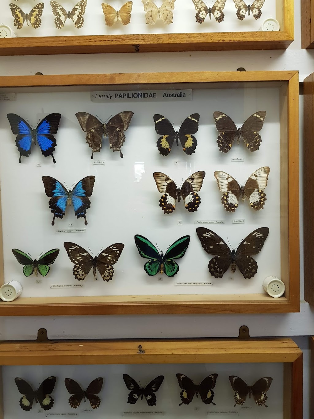 Butterfly Farm & Ski Garden | museum | 446 Wilberforce Rd, Wilberforce NSW 2756, Australia | 0245751955 OR +61 2 4575 1955