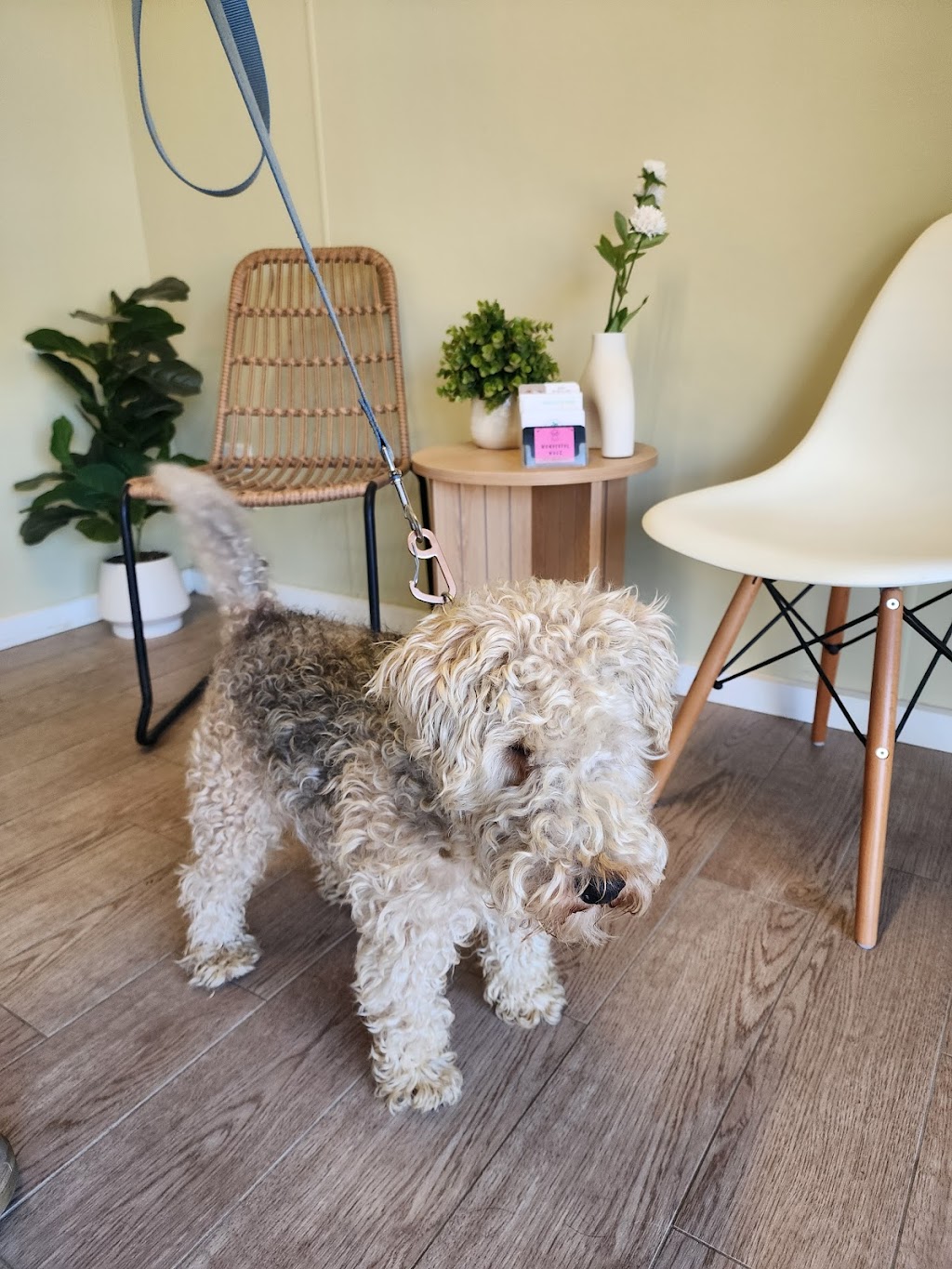 Wonderful Wagz Pet Grooming | 50 Dowell La, Barnawartha North VIC 3691, Australia | Phone: 0437 879 588