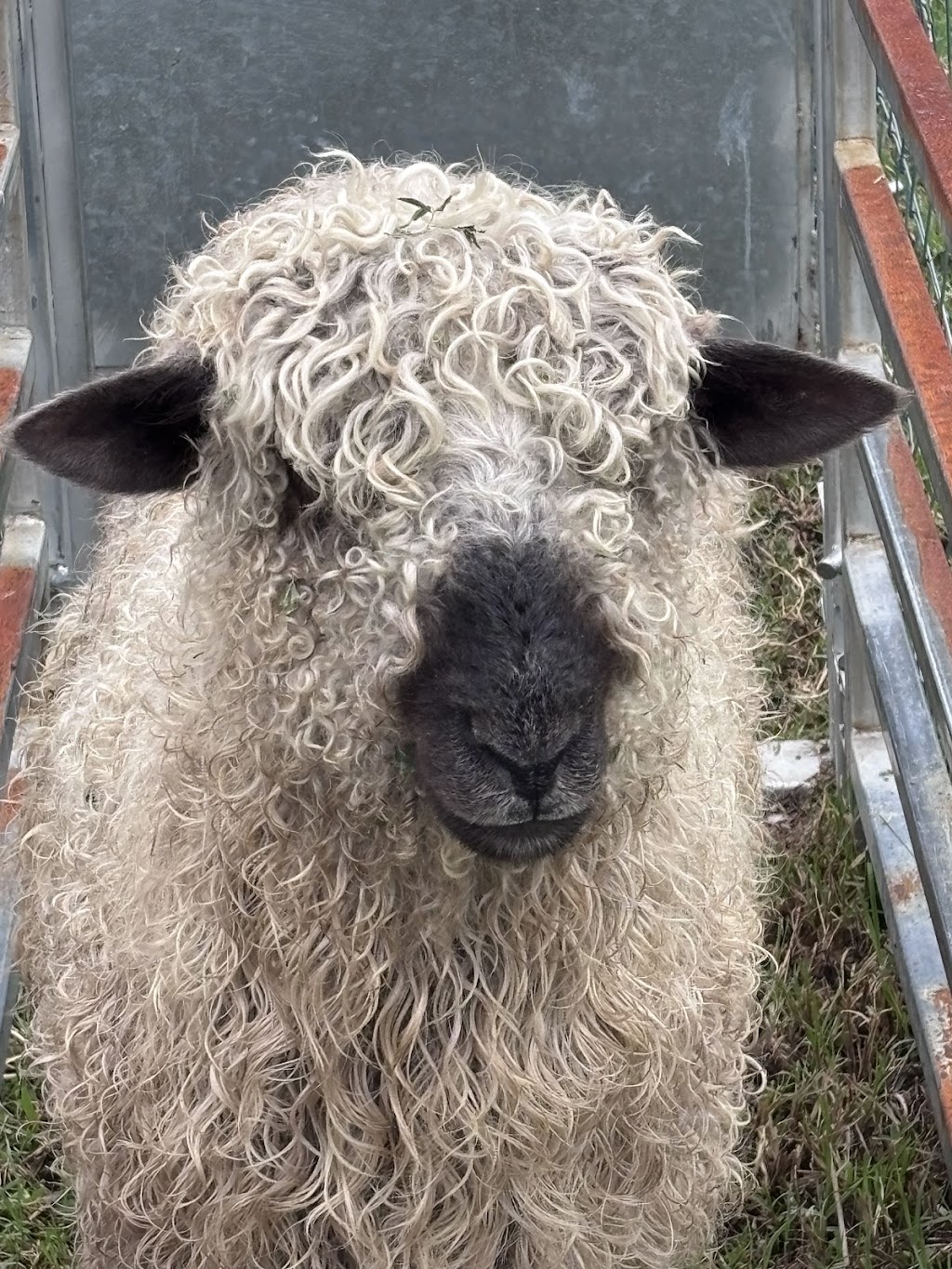 Young Macdonald’s Farm | 121 Flannery Ln, Tapitallee NSW 2540, Australia | Phone: 0412 022 014