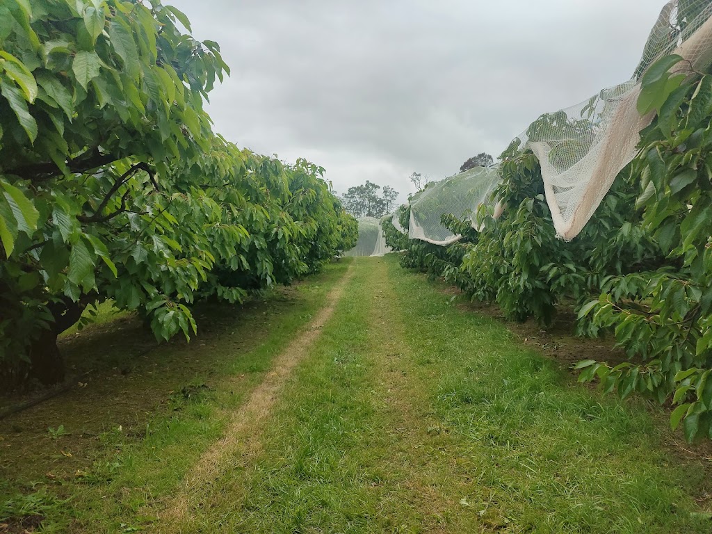 U pick Cherries | 55 George Rd, Silvan VIC 3795, Australia | Phone: (03) 9737 9400