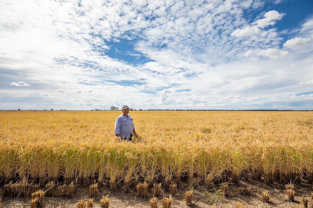 Rice Extension | 1850 Conargo Rd, Jerilderie NSW 2716, Australia | Phone: 0419 174 772
