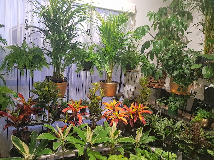 www.serenityplants.com.au | 5 Rise Cr, Pimpama QLD 4209, Australia | Phone: 0498 617 787