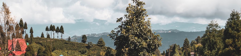 Discover Nepal Tea | 50 Village Cct, Gregory Hills NSW 2557, Australia | Phone: 0403 211 828