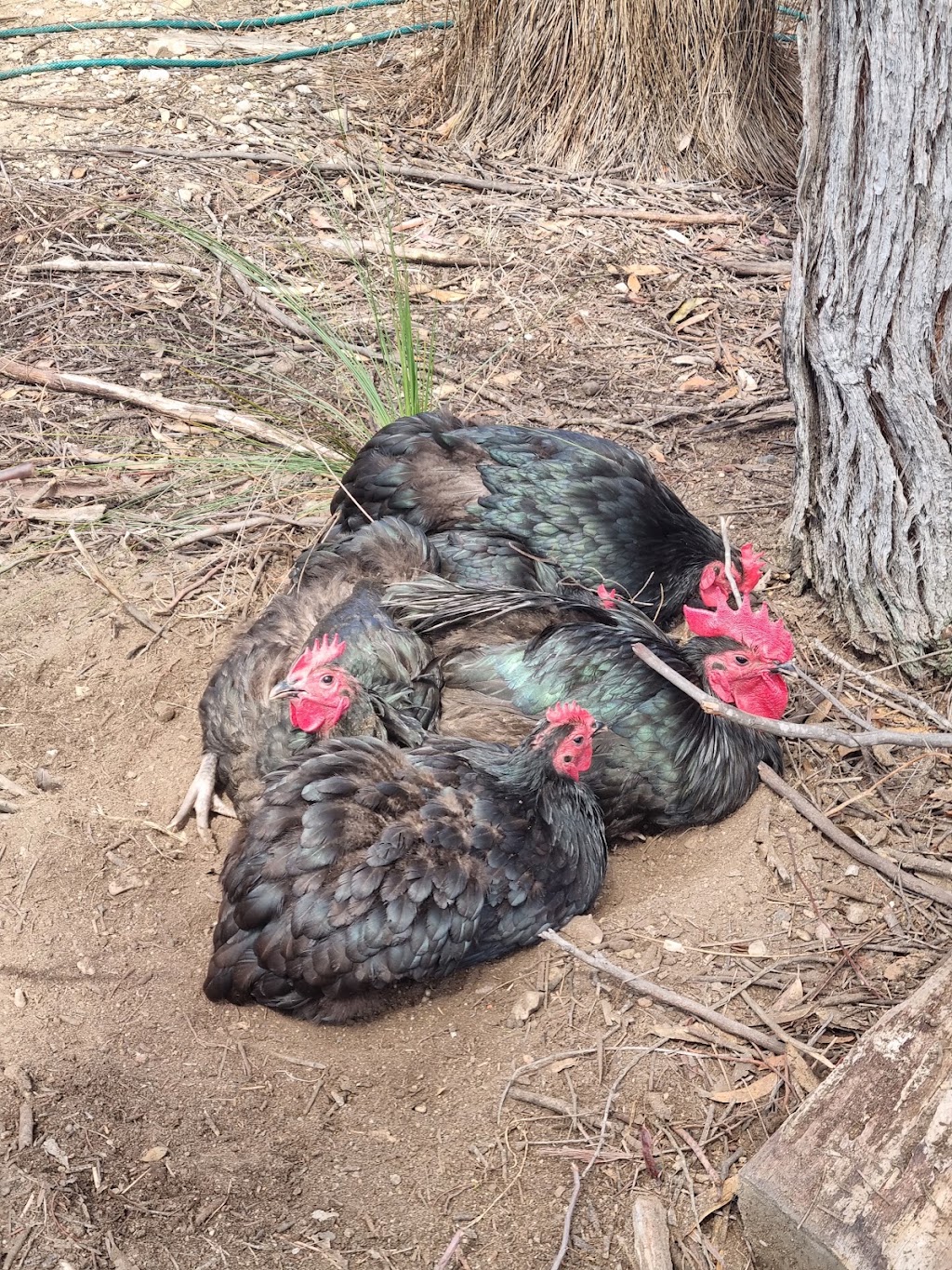 Lael Poultry, Produce and Plants | 1873 Brayton Rd, Big Hill NSW 2579, Australia | Phone: 0407 274 785