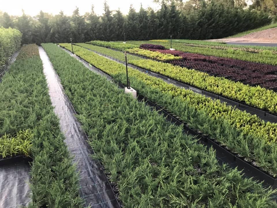 Sydney West Plants | 105 Hibberts Ln, Freemans Reach NSW 2756, Australia | Phone: 0455 740 720