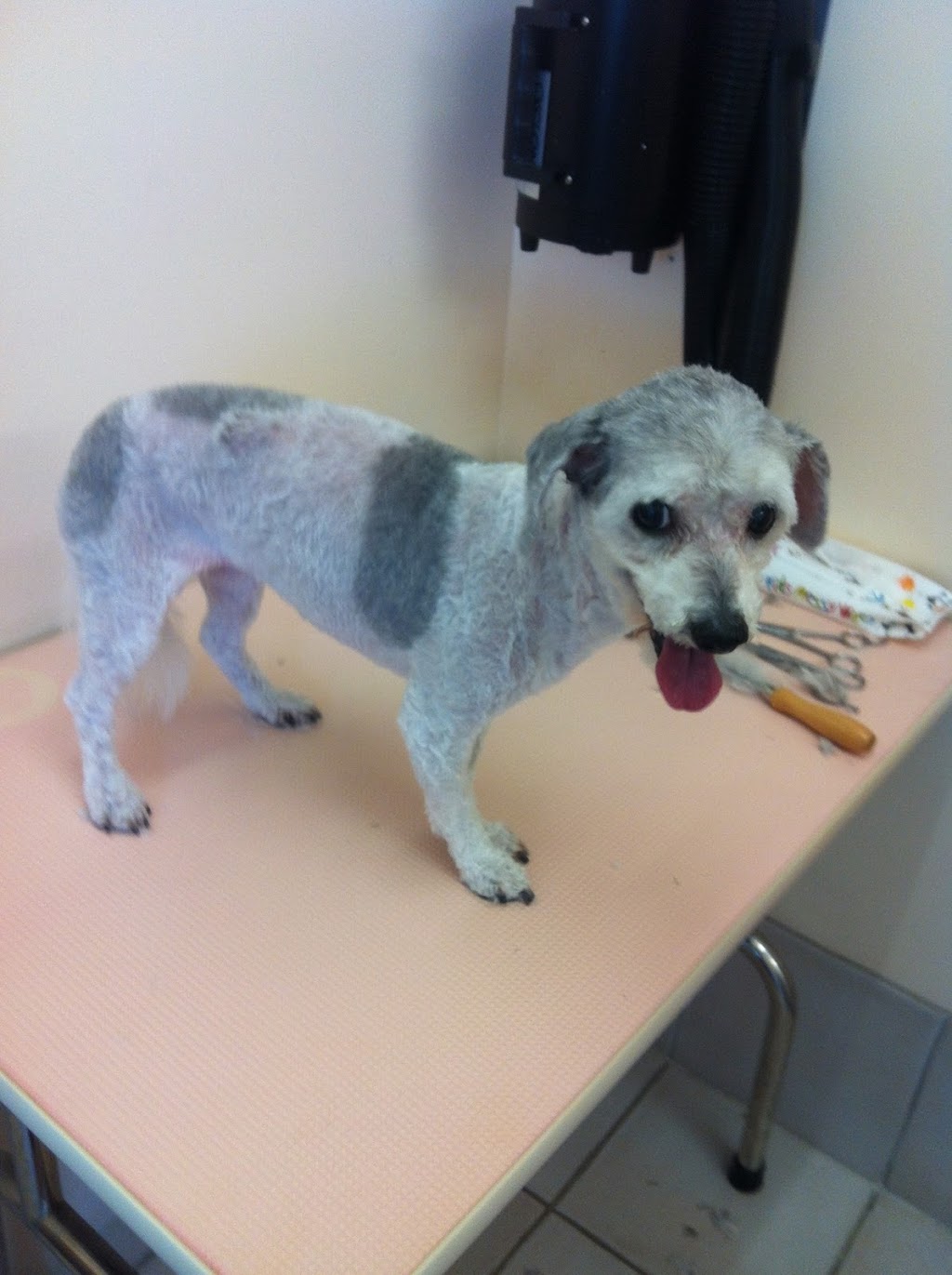 Pawfection Dog Grooming |  | 150 Burns Rd, Inglewood SA 5133, Australia | 0437293730 OR +61 437 293 730
