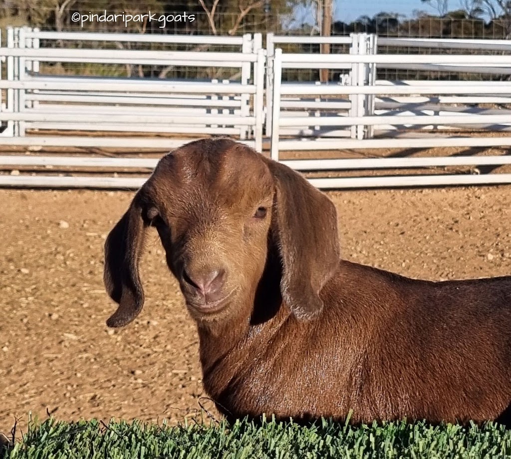 Pindari Park Goats & Farmstay | 9290 Goyder Hwy, Stuart SA 5320, Australia | Phone: 0409 707 436