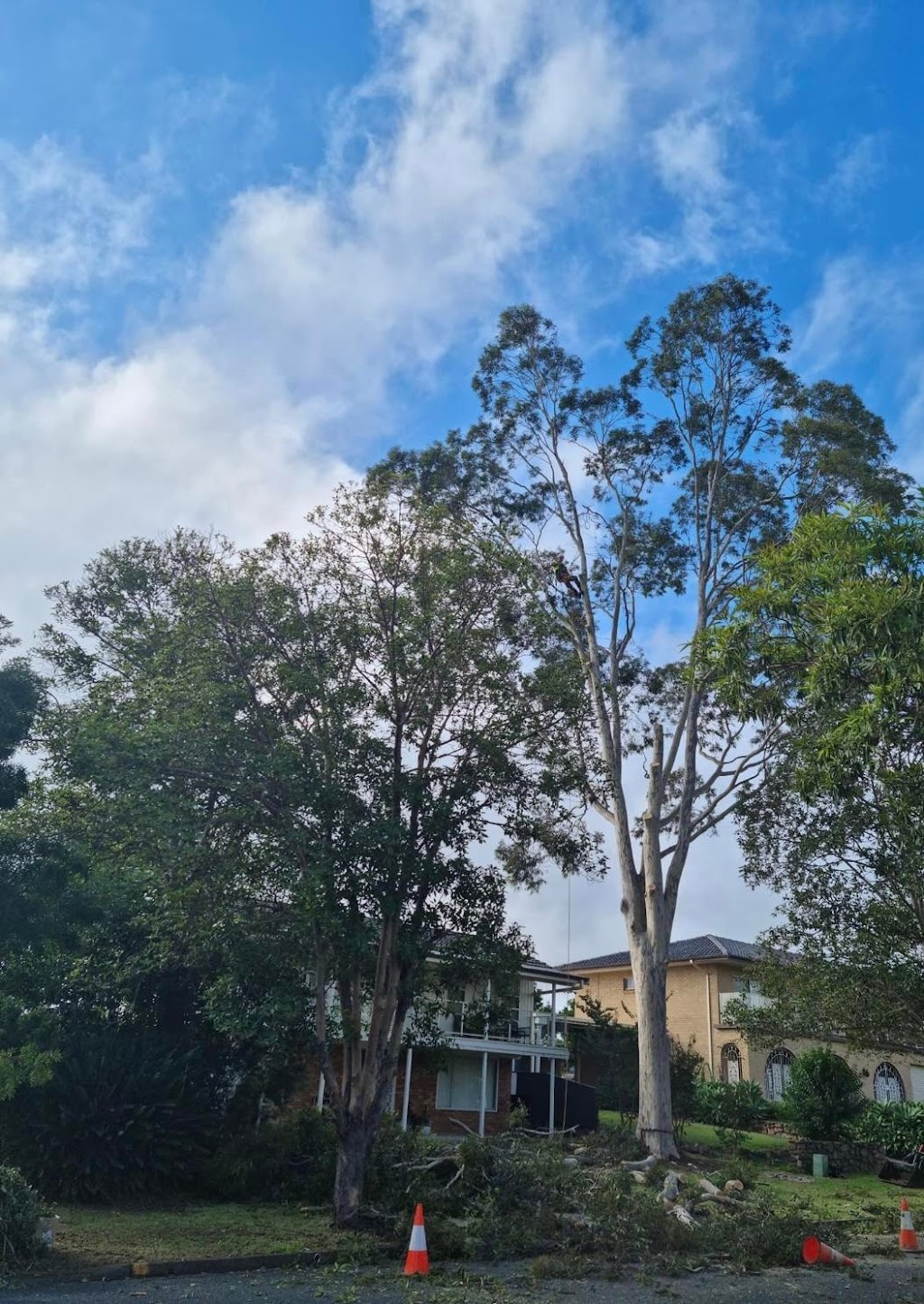 Hunter Tree and Lawn Care |  | George St, Singleton NSW 2330, Australia | 0423936145 OR +61 423 936 145