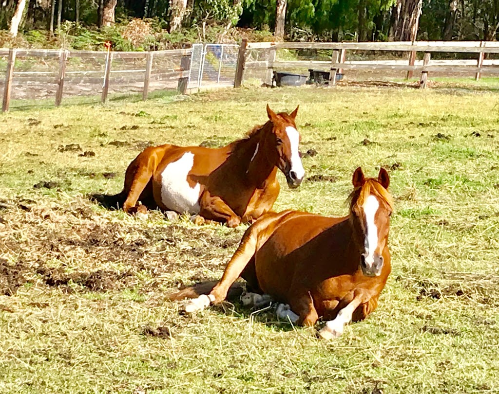 Valley Horse Agistment | Berwick/Guys Hill Area, Harkaway VIC 3807, Australia | Phone: 0407 886 779