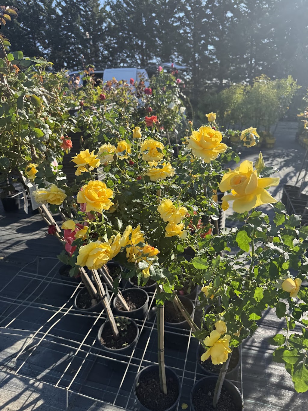 Neth Plant | 210 Clyde-Five Ways Rd, Clyde VIC 3978, Australia | Phone: 0406 785 304