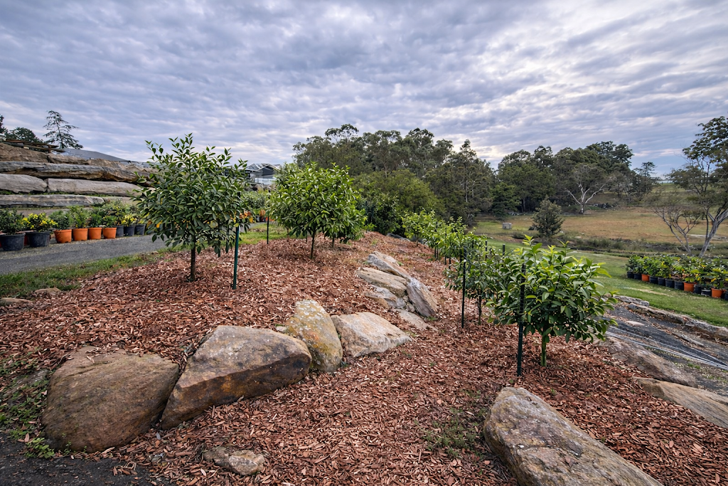 The Backyard Nursery | 64 Porters Rd, Kenthurst NSW 2156, Australia | Phone: 0409 839 674