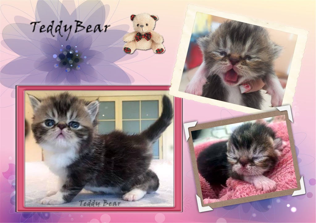 TeddyBear Persians and Exotics | Tamborine, Brisbane QLD 4270, Australia | Phone: (07) 5543 8452