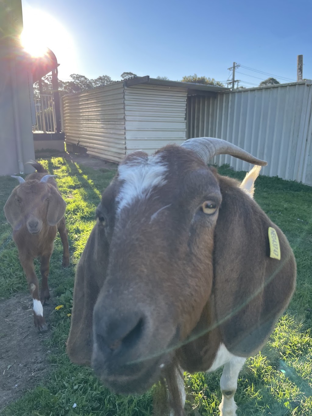 Little Farm Friends | 128 Floribunda Rd, Kemps Creek NSW 2178, Australia | Phone: 0450 505 607