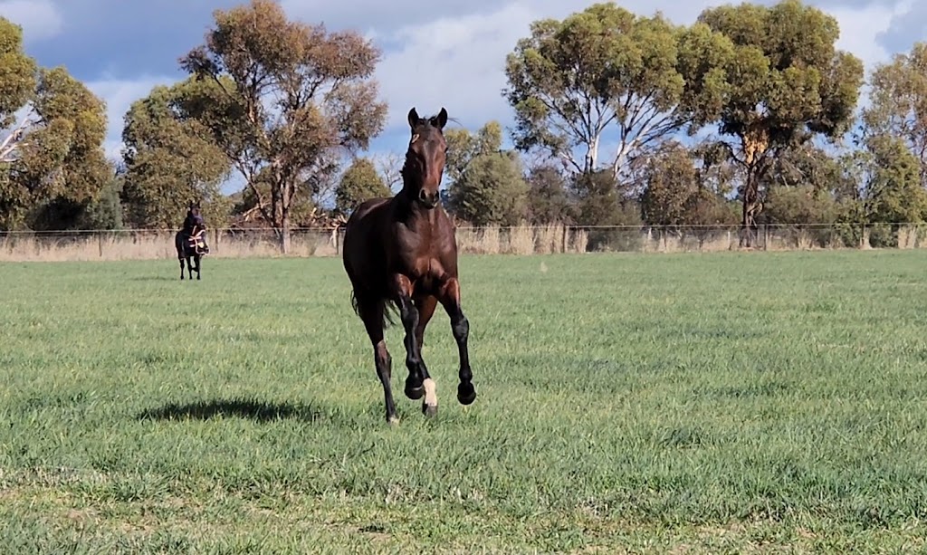 Willowood Farms | 515 River Rd, Murchison East VIC 3610, Australia | Phone: 0400 664 144