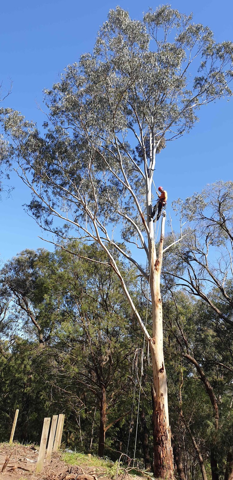 Excel Tree Service & Stump Removal | 4 Pindari Dr, Bayswater VIC 3153, Australia | Phone: 0412 148 509