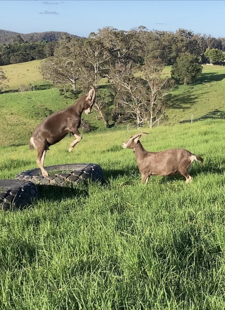 Edenvale Farmstay | 270 Ballantyne Rd, Nethercote NSW 2549, Australia | Phone: 0424 263 440