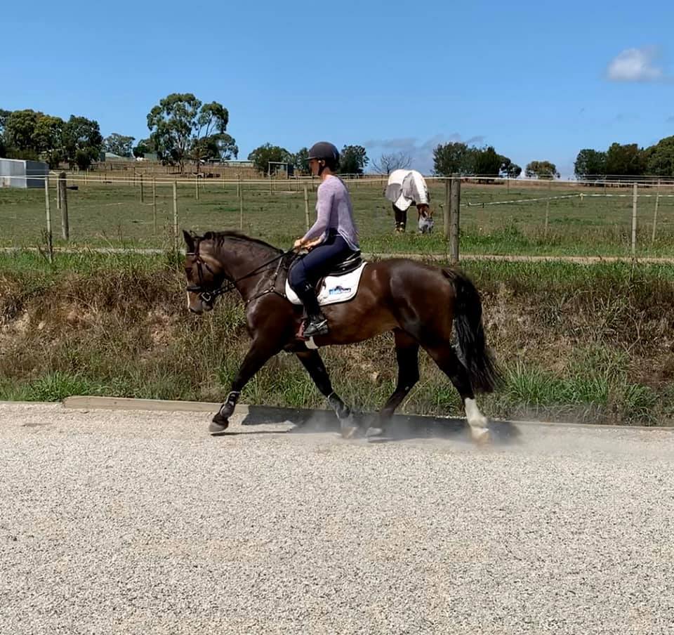 Yoicks Equine Rehabilitation and Eventing | 53 Boundary Rd, Coldstream VIC 3770, Australia | Phone: 0400 556 041