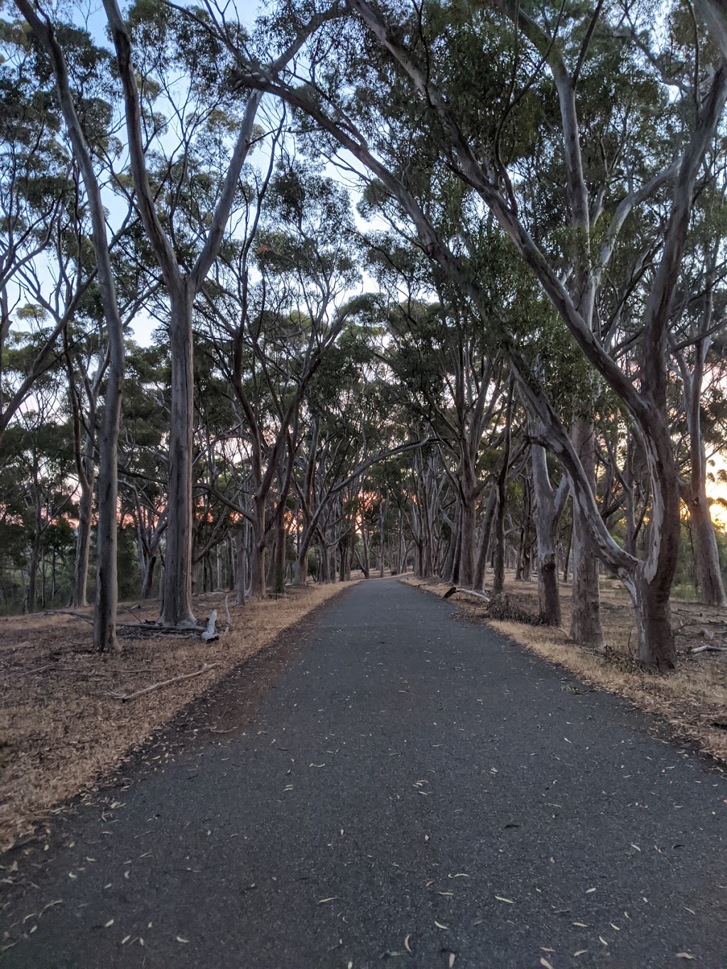 Boulevard of Gums | park | Sir Edwin Ave, Belair SA 5052, Australia
