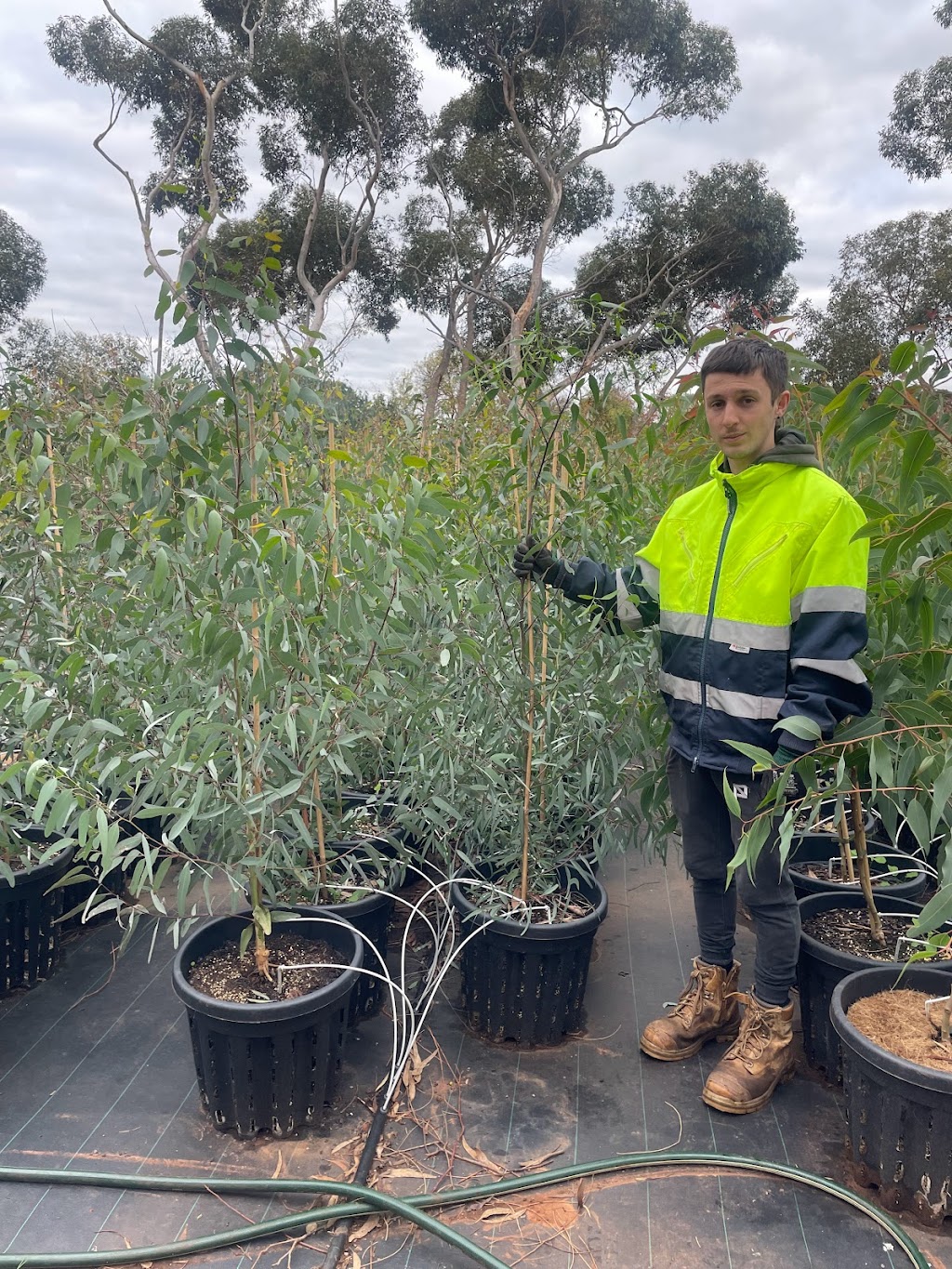 Remarkable Trees | 1385 Gisborne-Melton Rd, Toolern Vale VIC 3337, Australia | Phone: 0400 861 703