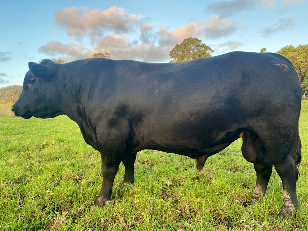 Petandra Angus | 622 The Bucketts Way, Stroud Road NSW 2415, Australia | Phone: 0400 349 966