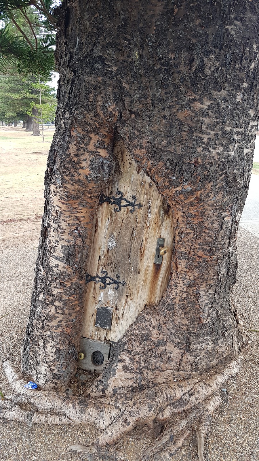The Gollum Tree | park | Scarborough Rd, Redcliffe QLD 4020, Australia