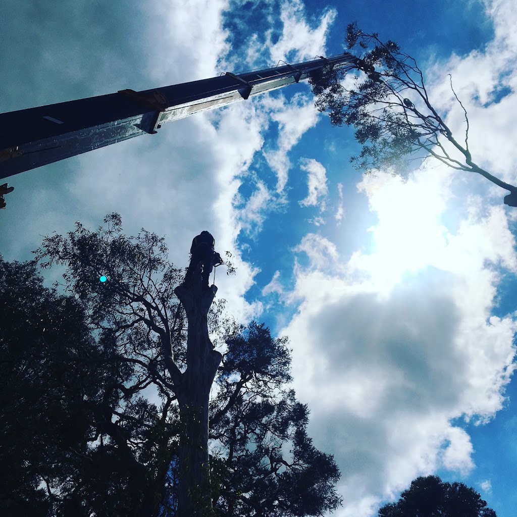 Tree removal sydney | 65 Carinya Rd, Picnic Point NSW 2213, Australia | Phone: 0415 341 717